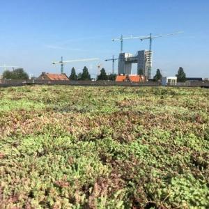 Van het gas af, maar hoe?